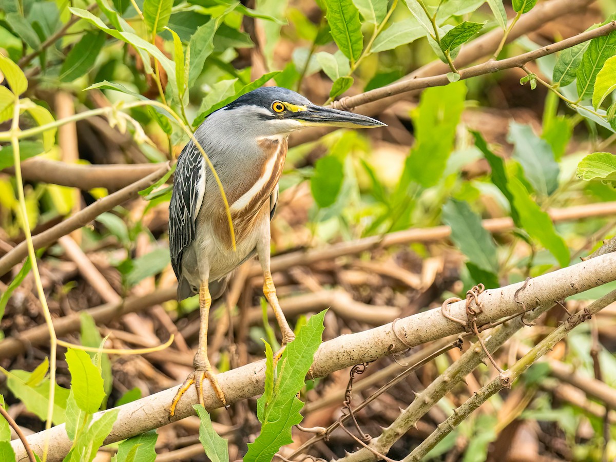 Striated Heron - ML627869152