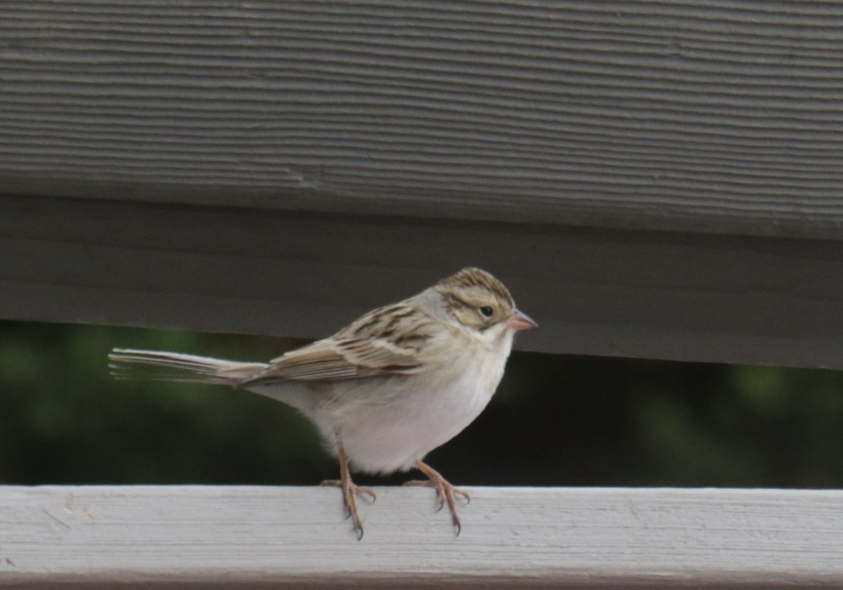Clay-colored Sparrow - ML627869159