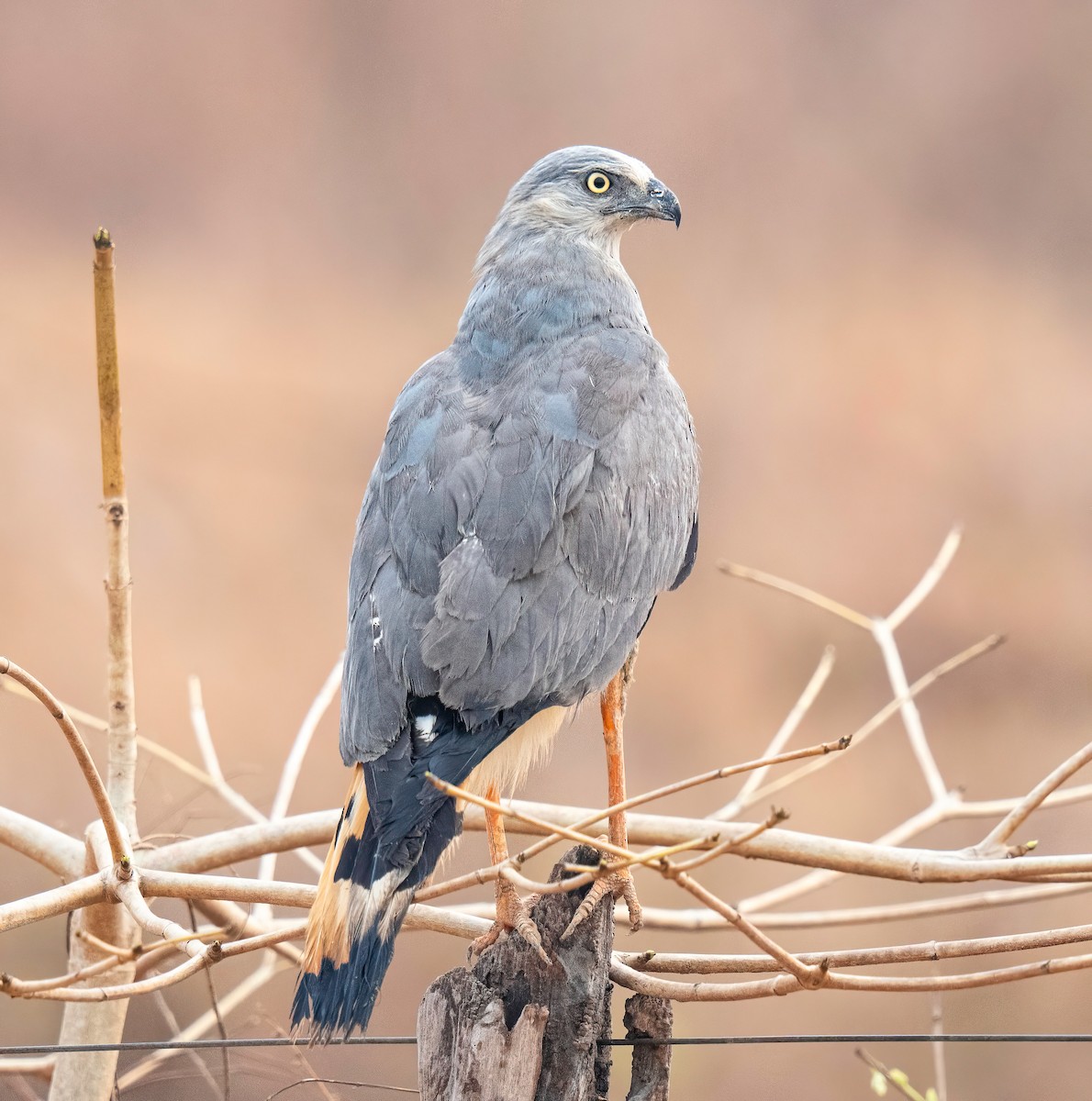 Crane Hawk - ML627869162