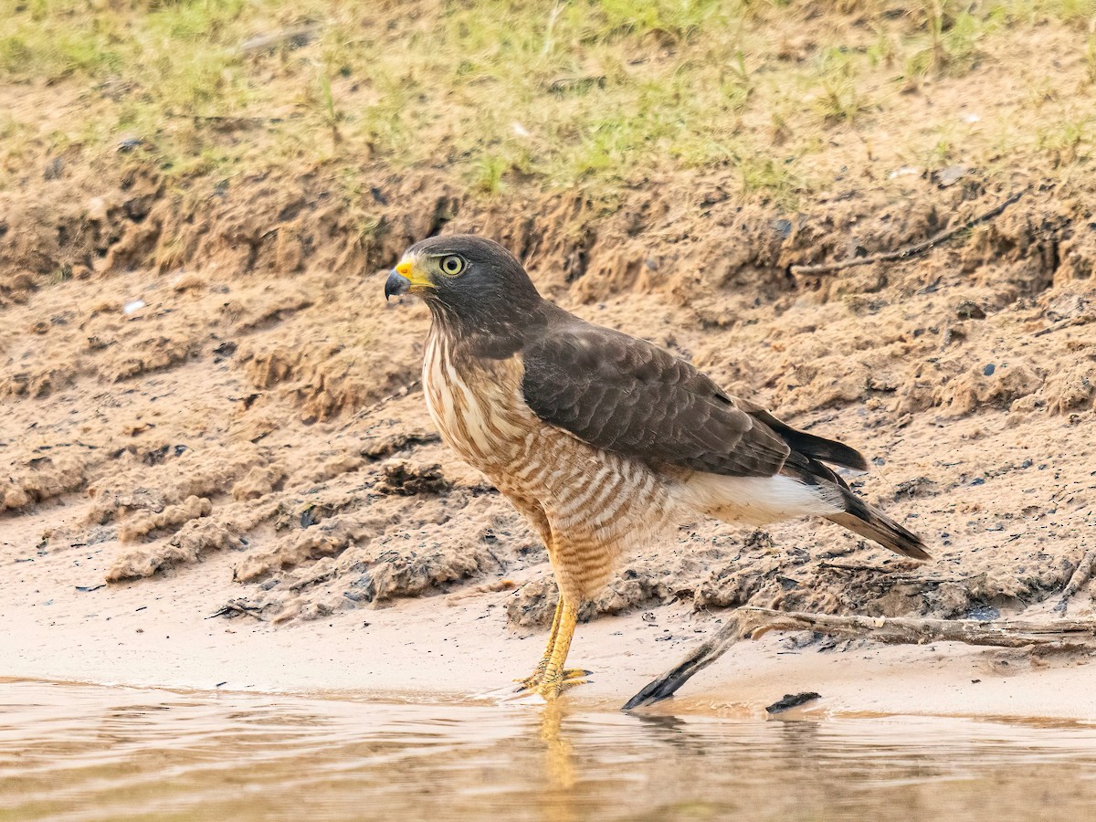 Roadside Hawk - ML627869192