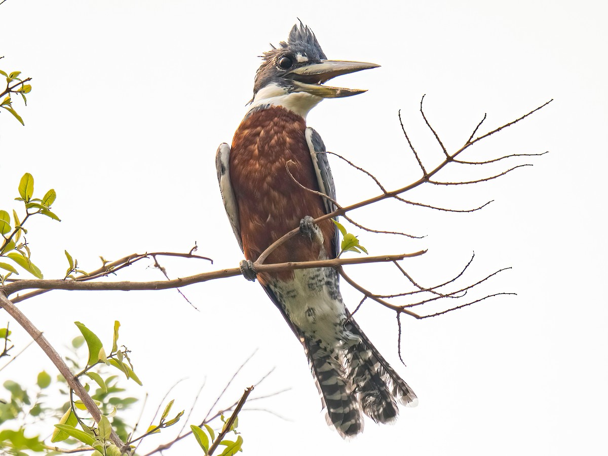 Ringed Kingfisher - ML627869197