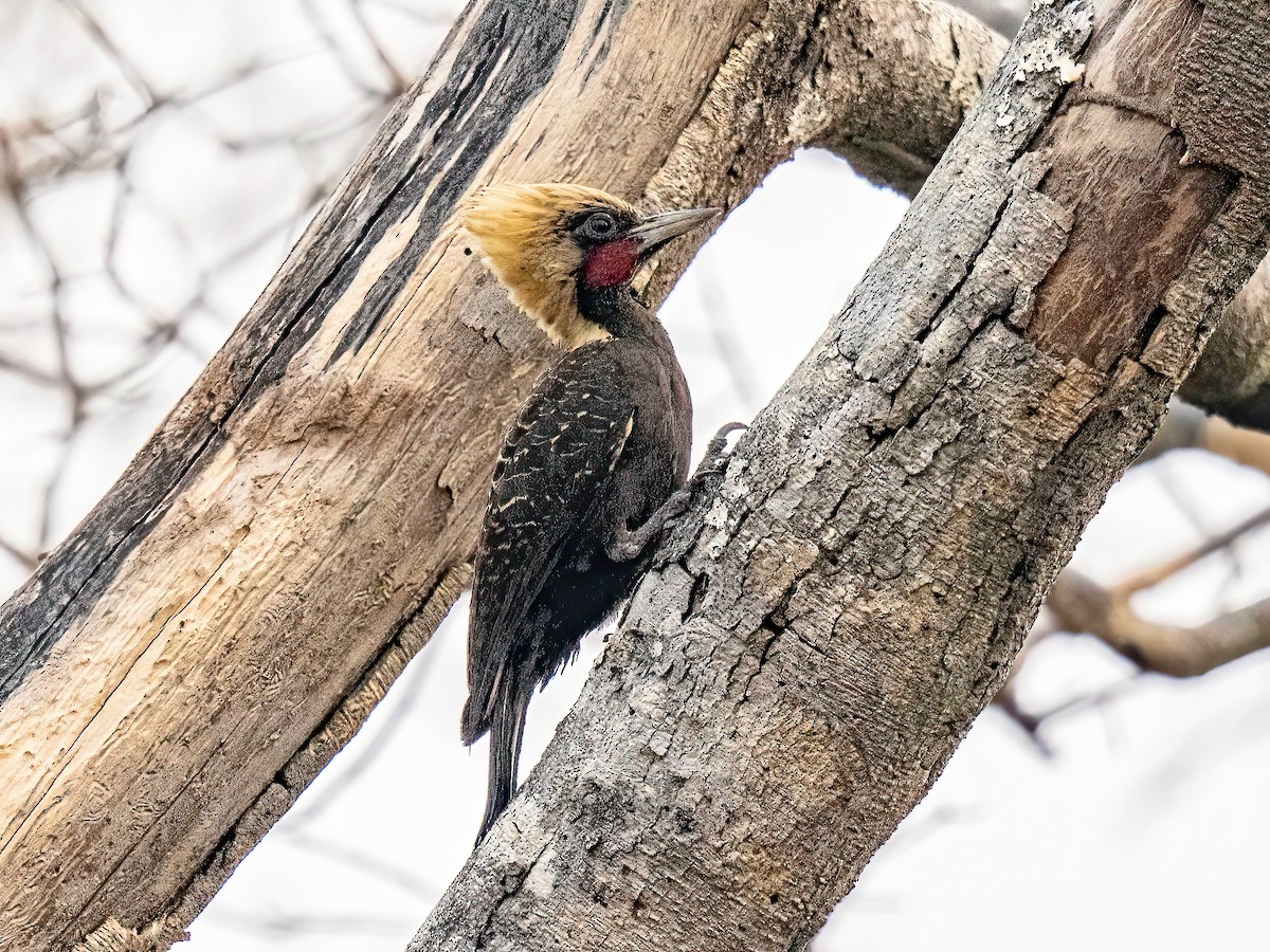 Pale-crested Woodpecker - ML627869203