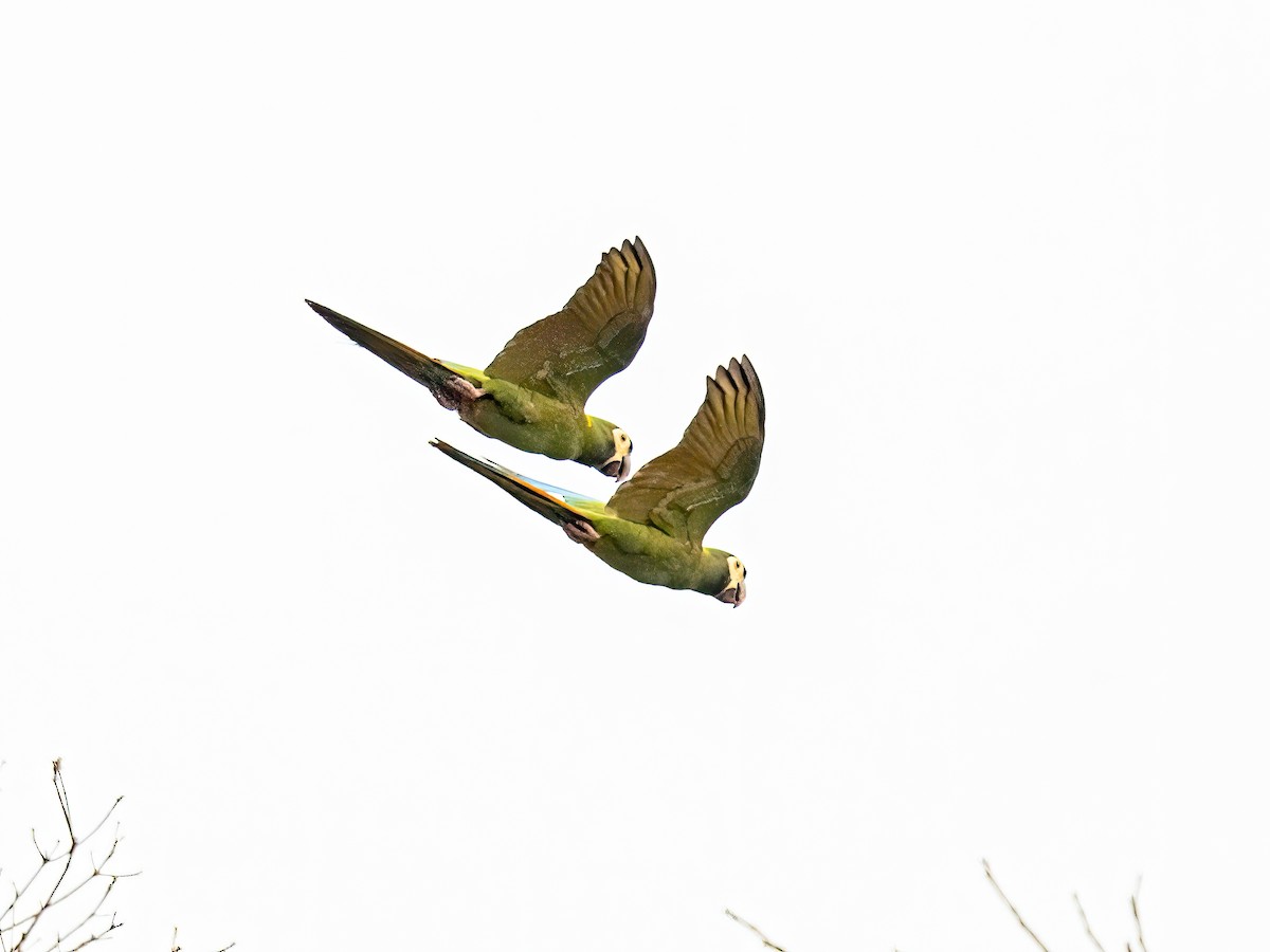 Yellow-collared Macaw - ML627869211