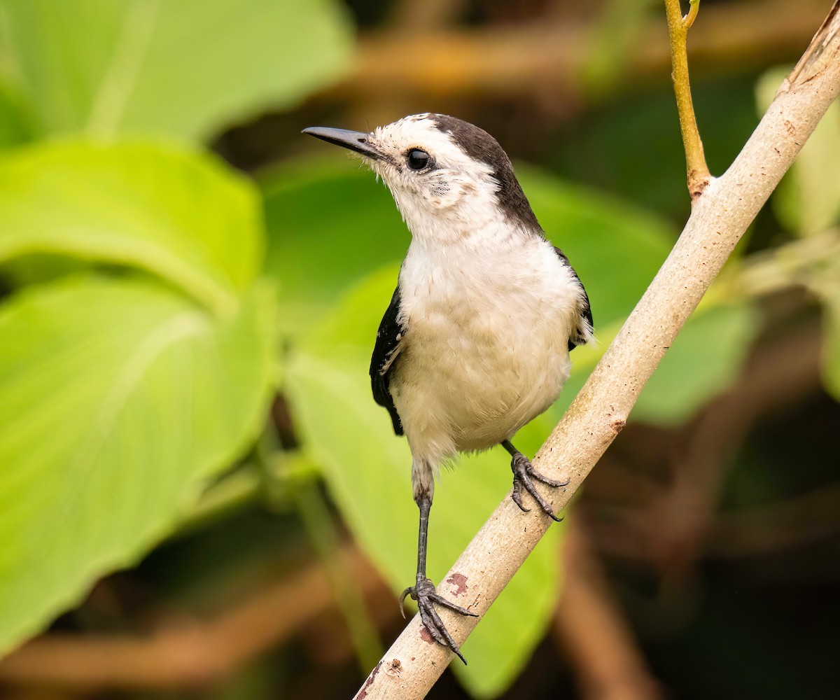 Black-backed Water-Tyrant - ML627869227