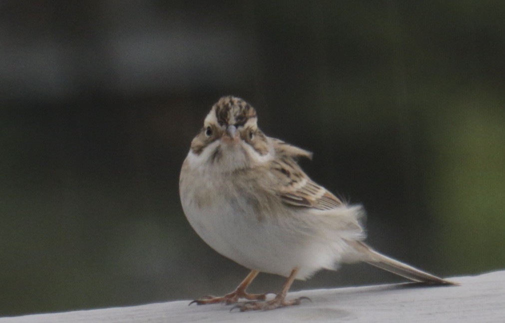 Clay-colored Sparrow - ML627869299