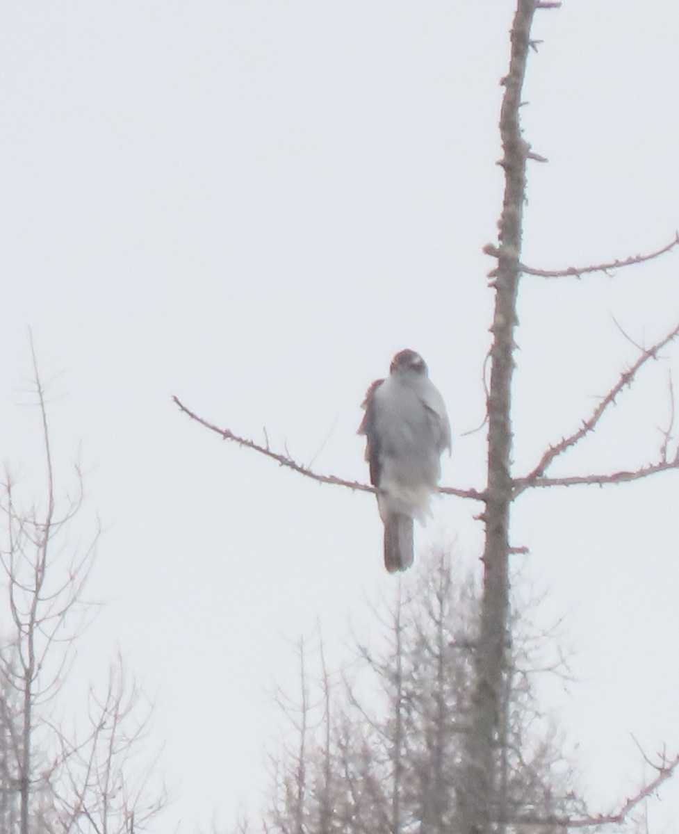 American Goshawk - ML627869332