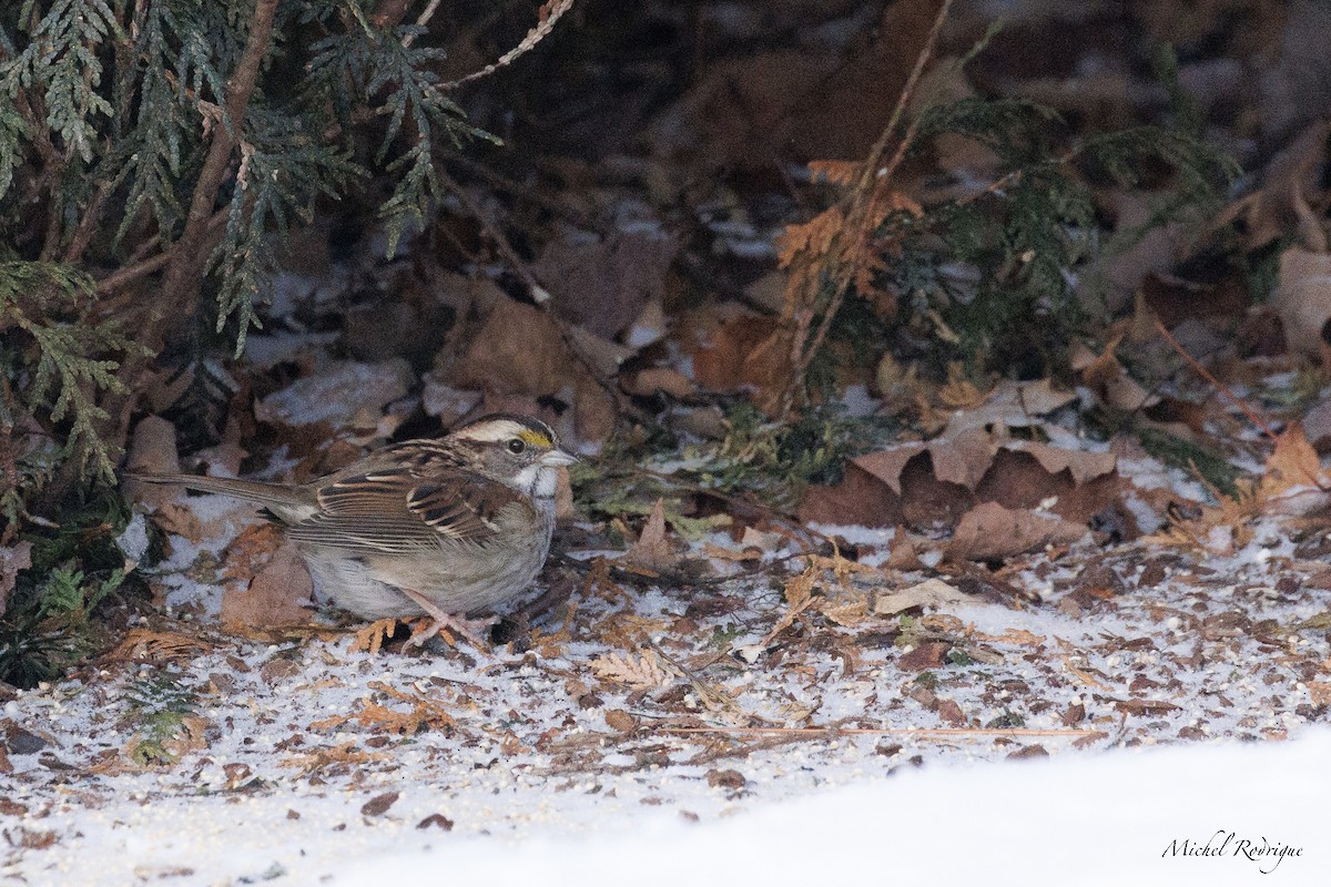 White-throated Sparrow - ML627869350