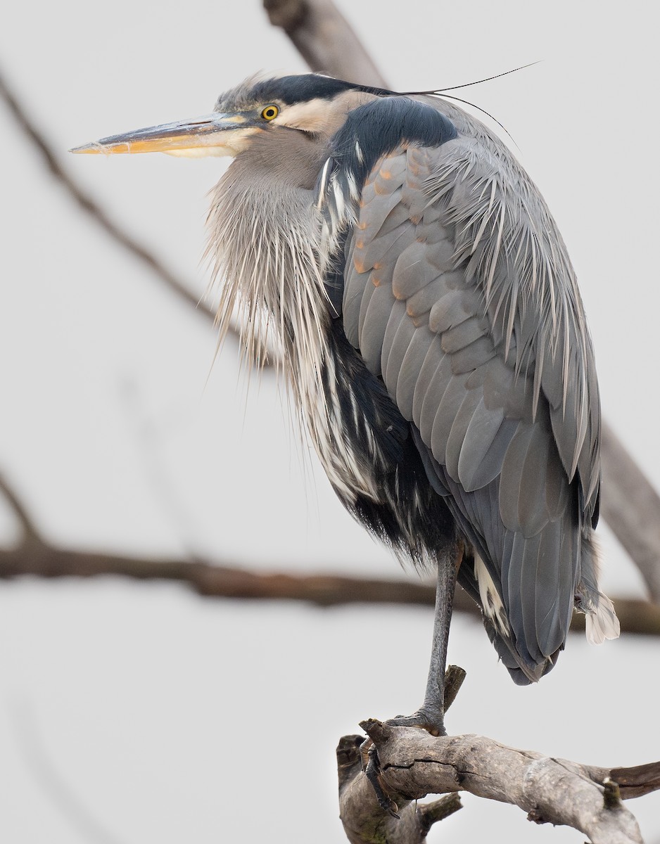 Great Blue Heron - ML627869392