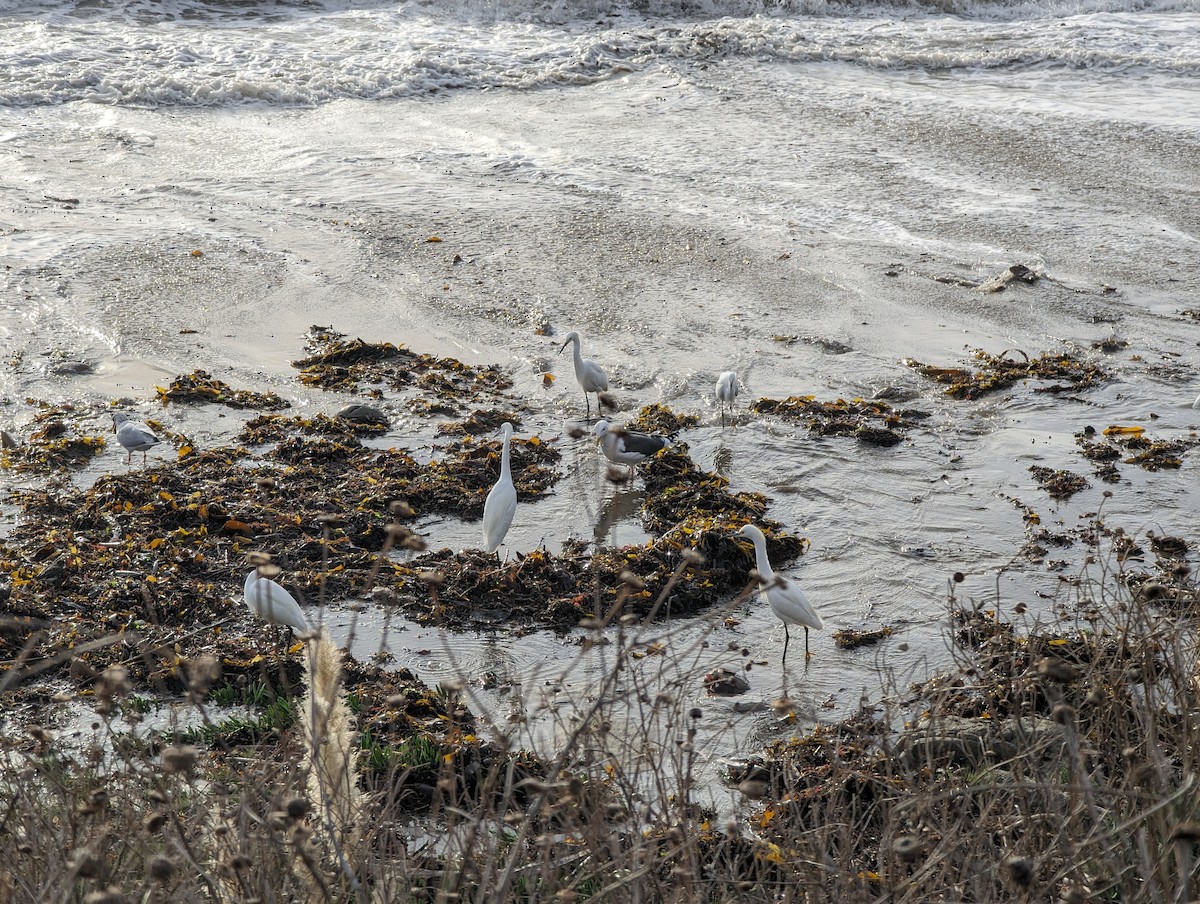 Snowy Egret - ML627869446