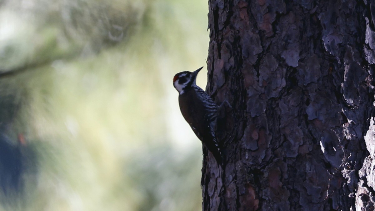 Arizona Woodpecker - ML627869461