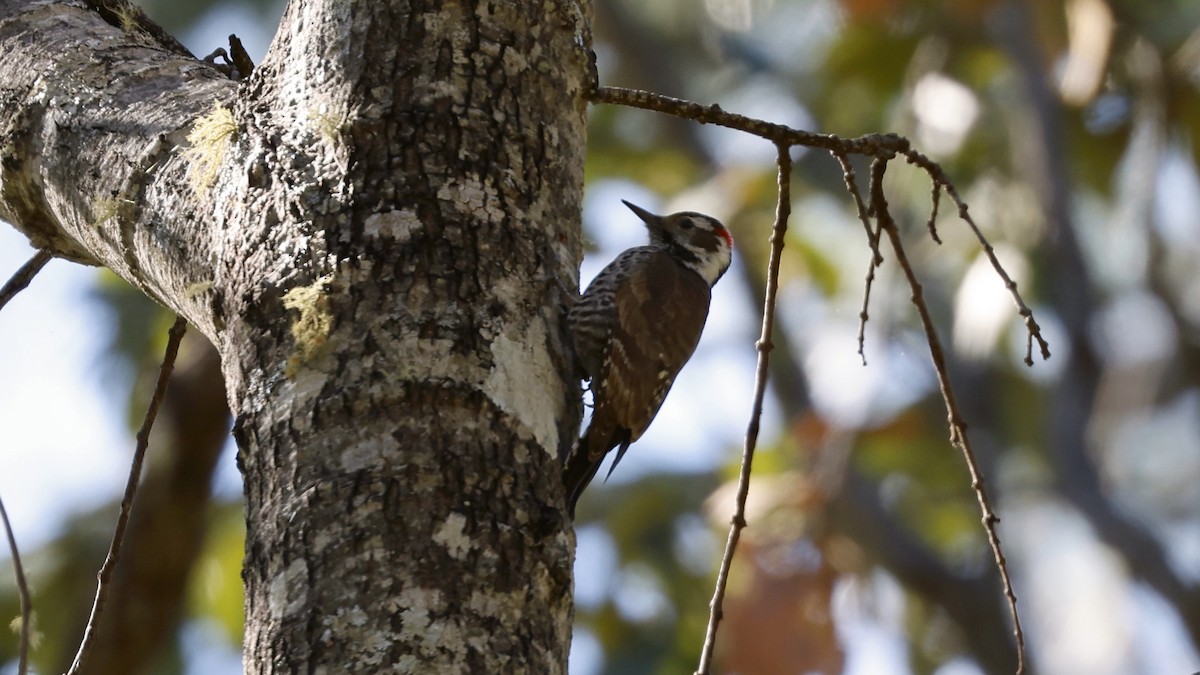 Arizona Woodpecker - ML627869462