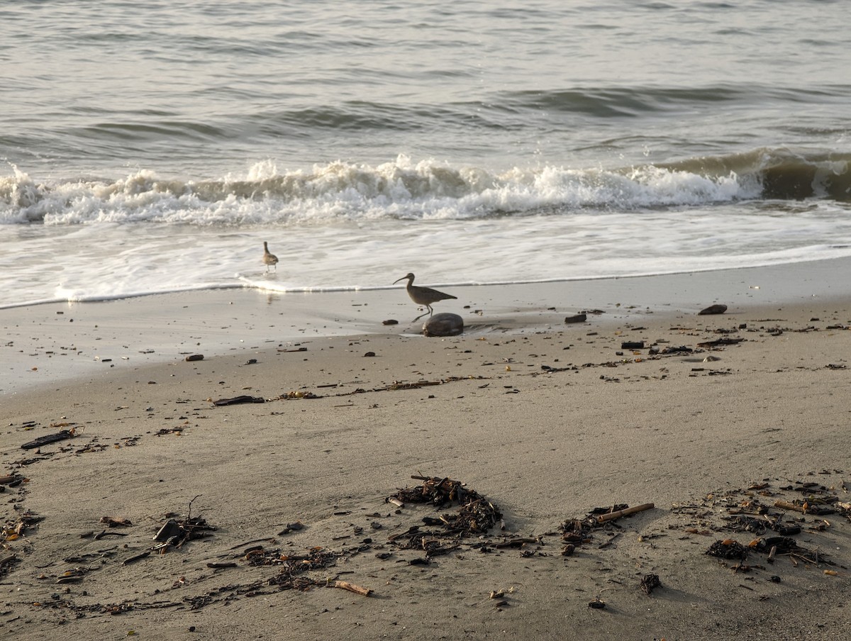 Whimbrel (Hudsonian) - ML627869533