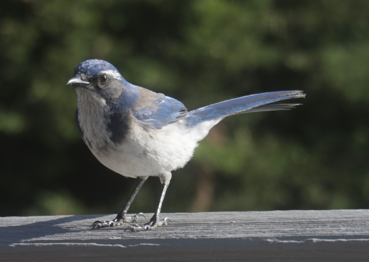 California Scrub-Jay - ML627869598