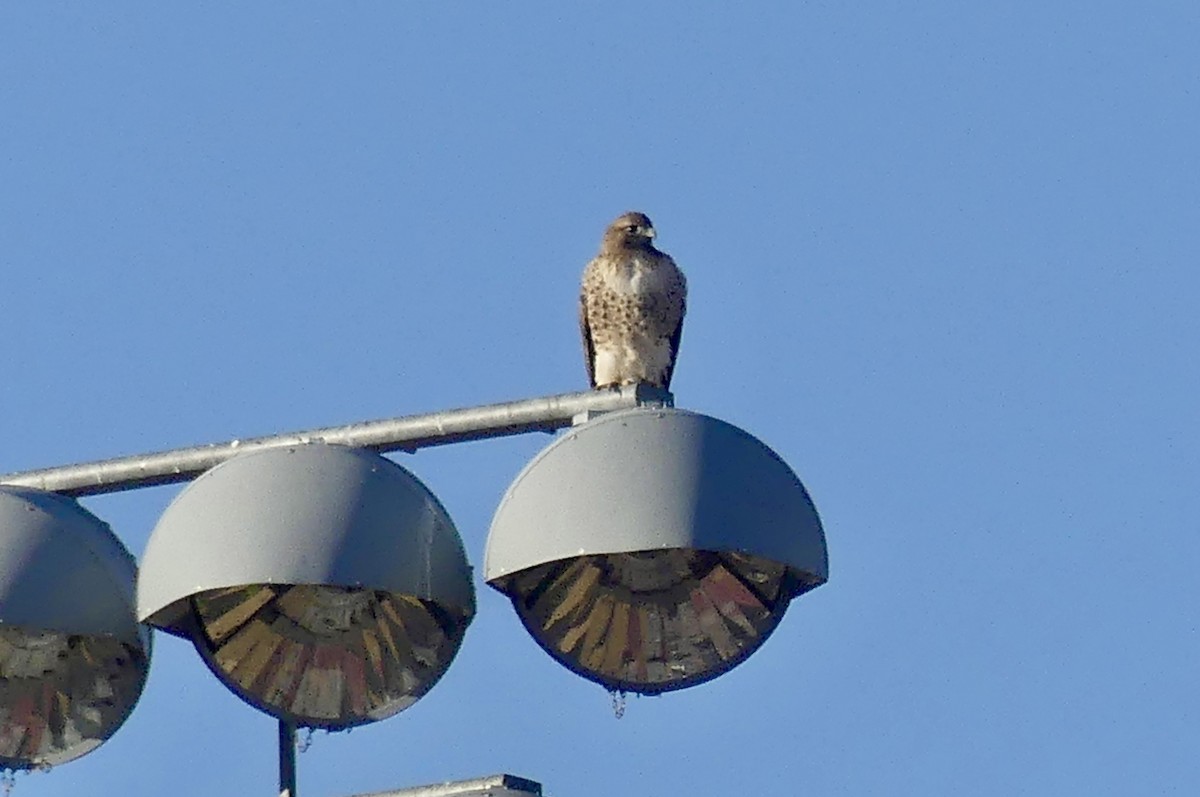 Red-tailed Hawk - ML627869814