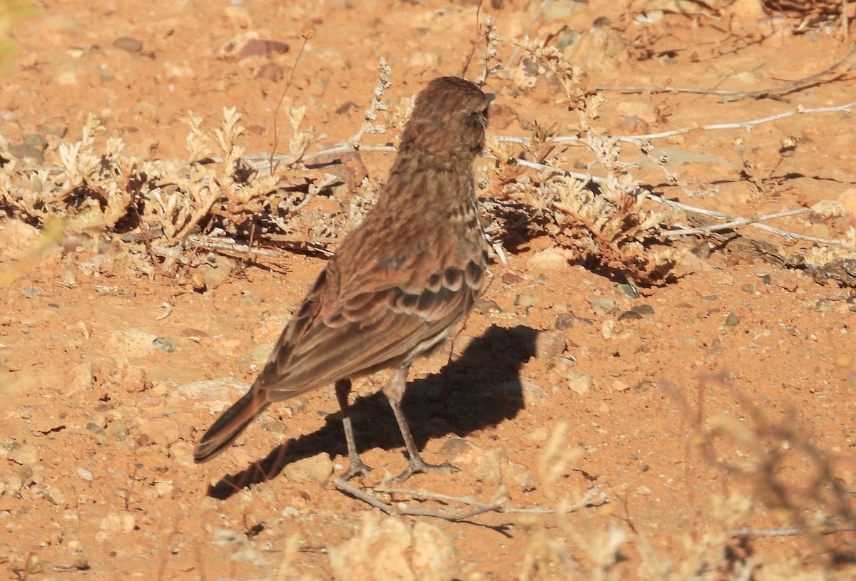 Karoo Lark - ML627869881