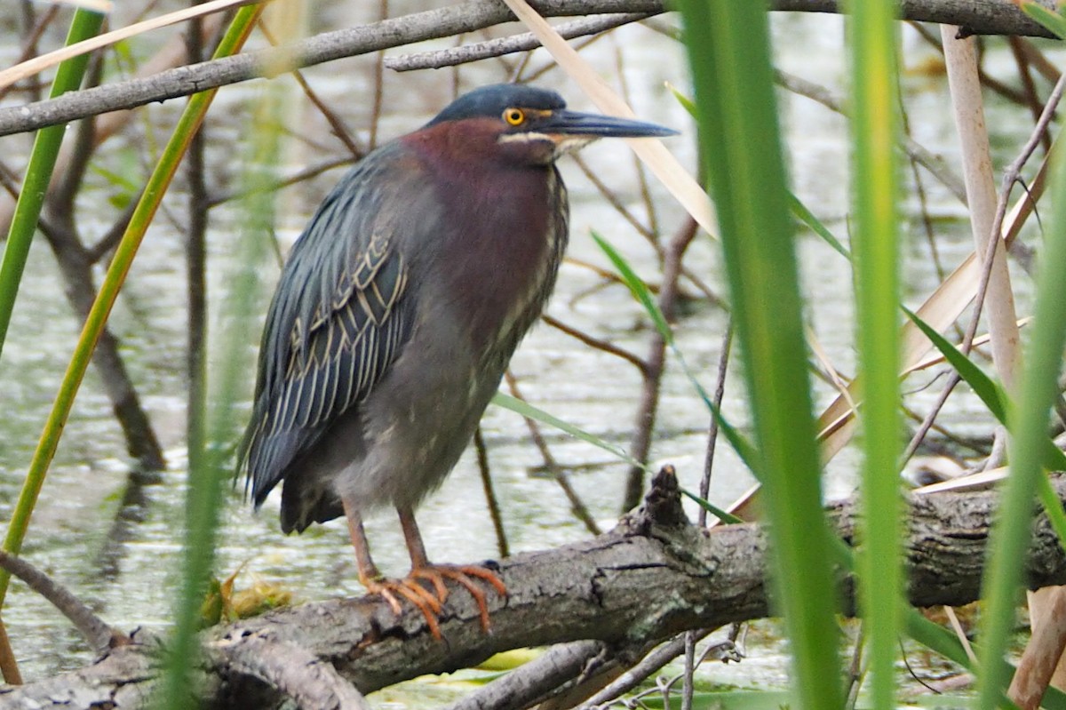 Green Heron - ML627869886