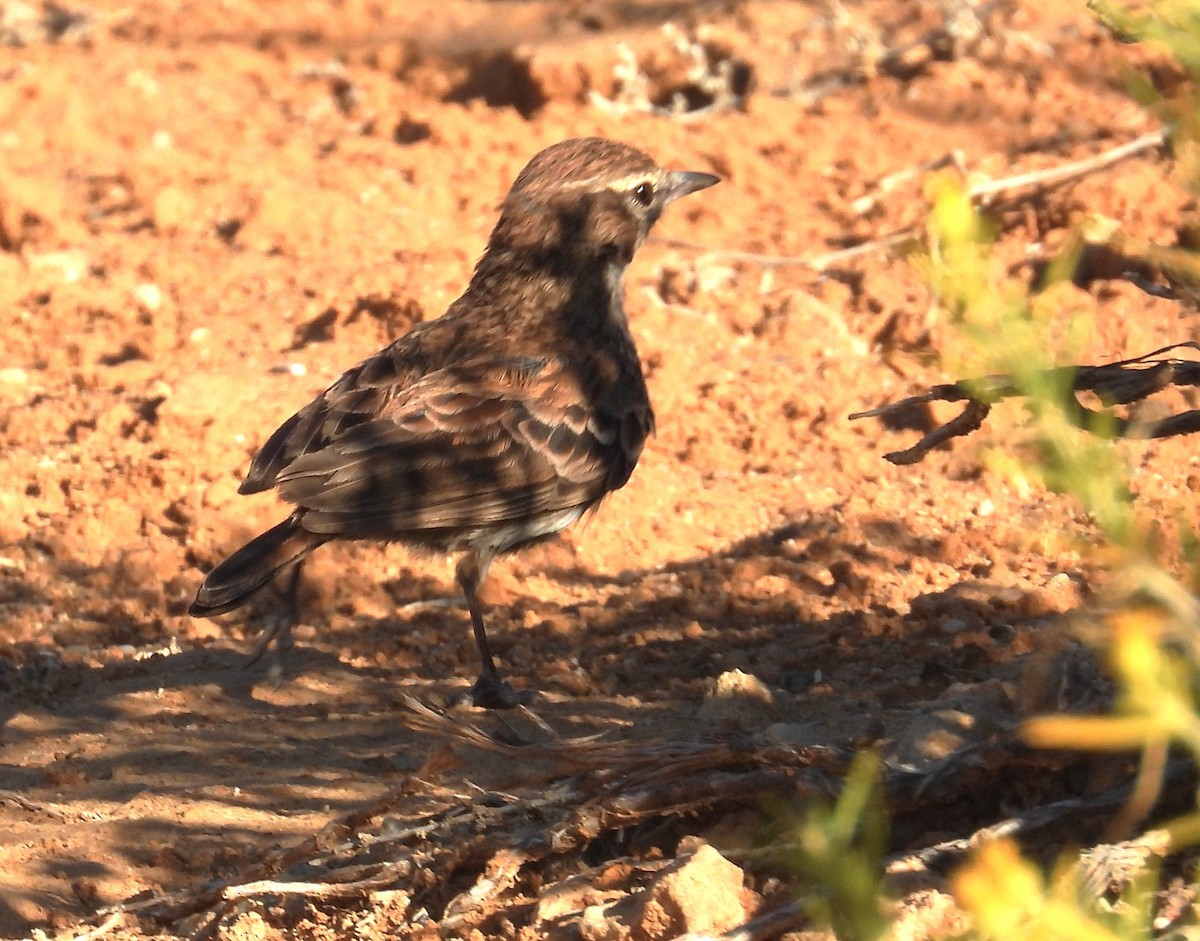 Karoo Lark - ML627869893