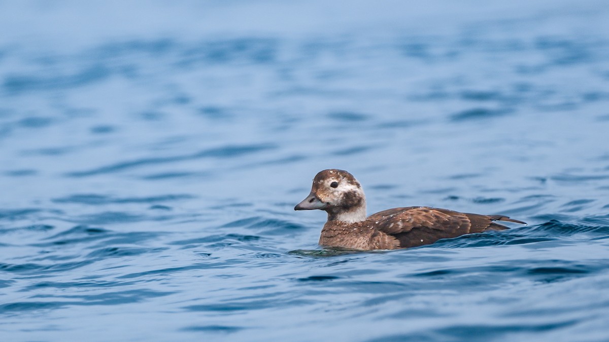 Long-tailed Duck - ML627869908