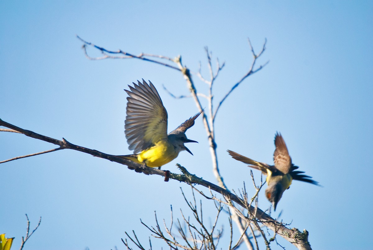 Tropical Kingbird - ML62786991