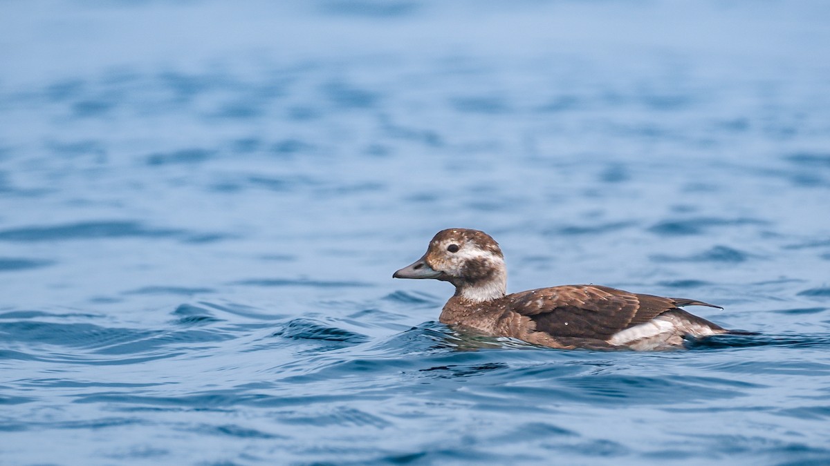 Long-tailed Duck - ML627869912