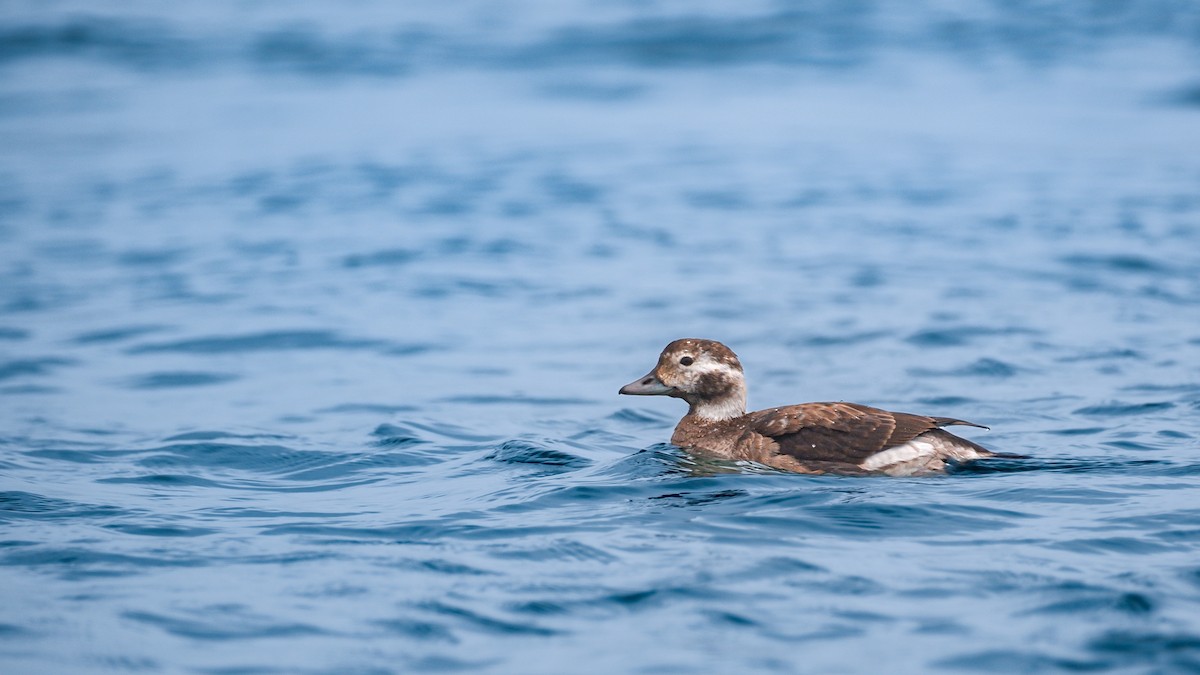 Long-tailed Duck - ML627869914