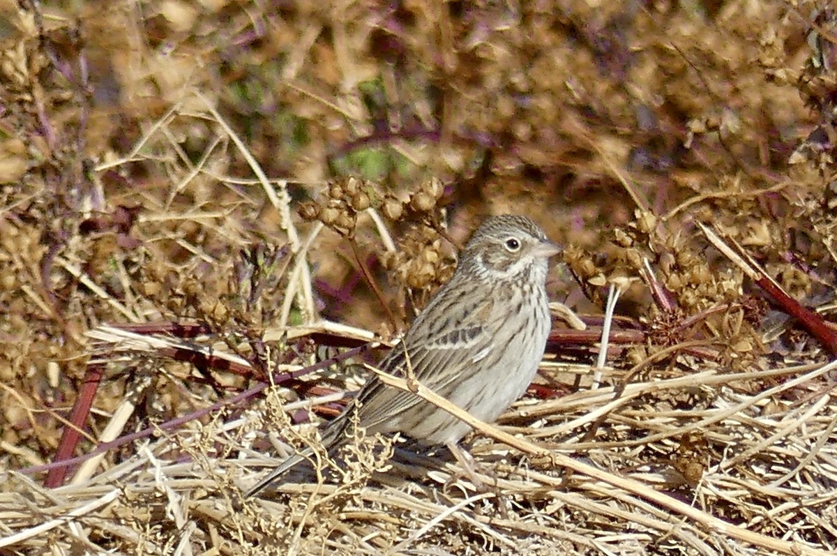 Vesper Sparrow - ML627869959