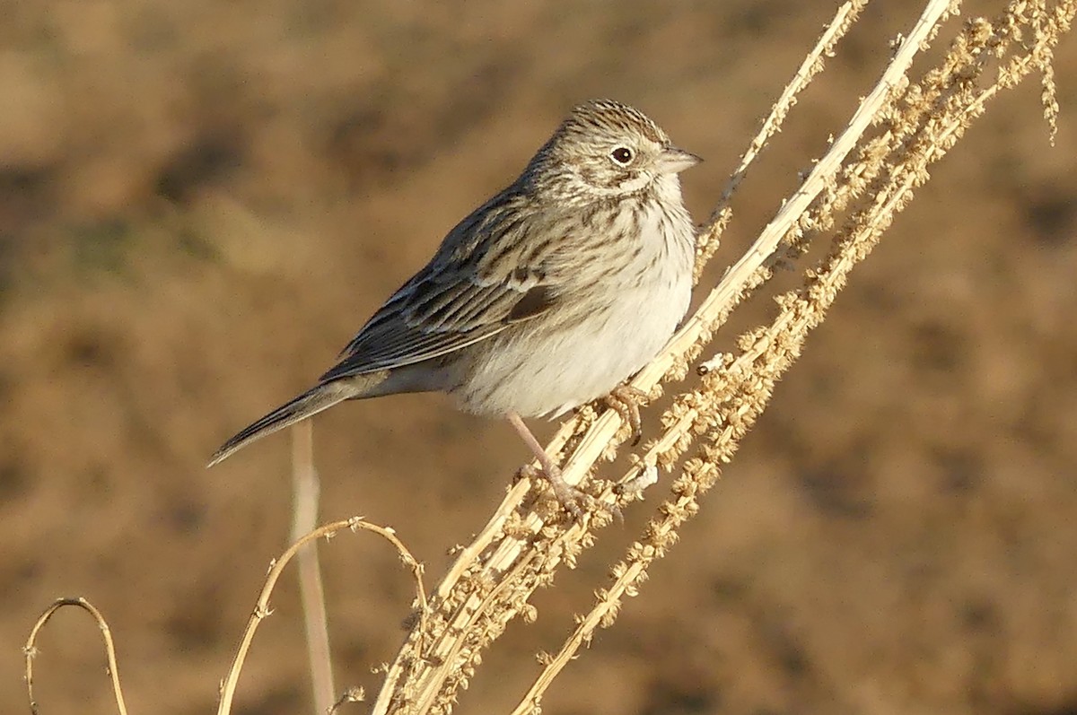 Vesper Sparrow - ML627869960
