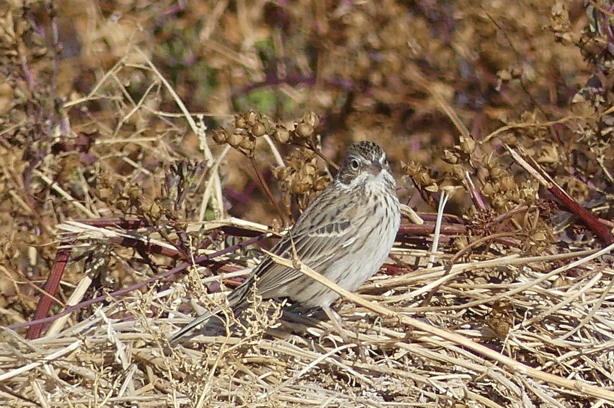 Vesper Sparrow - ML627869961