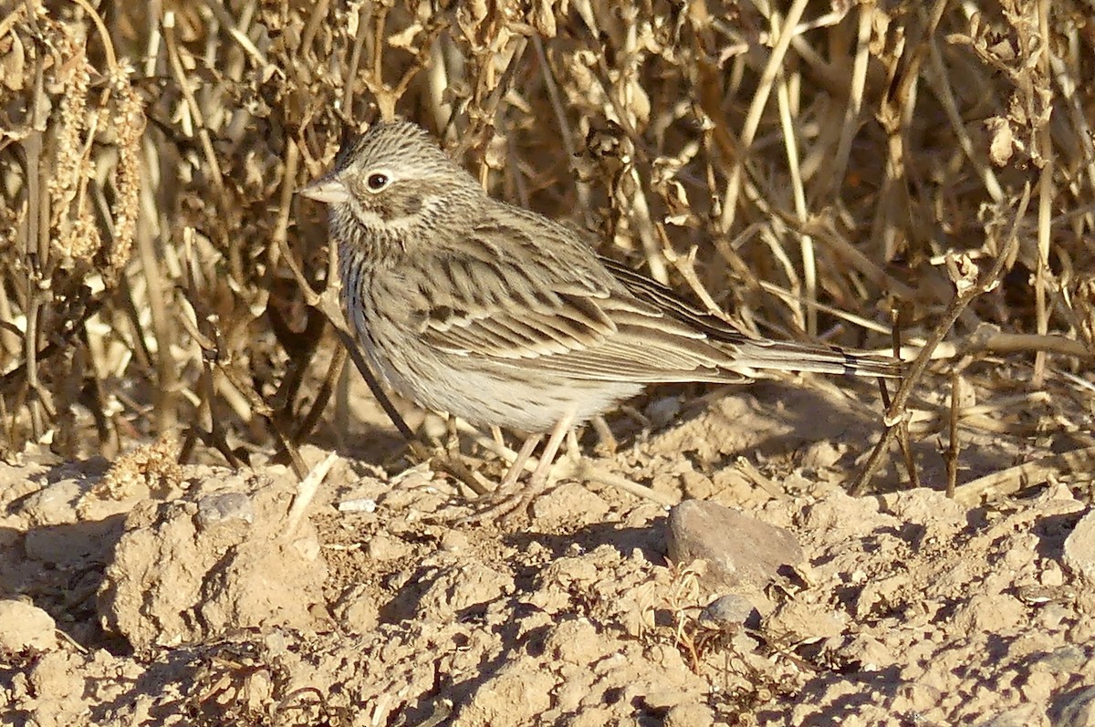 Vesper Sparrow - ML627869962