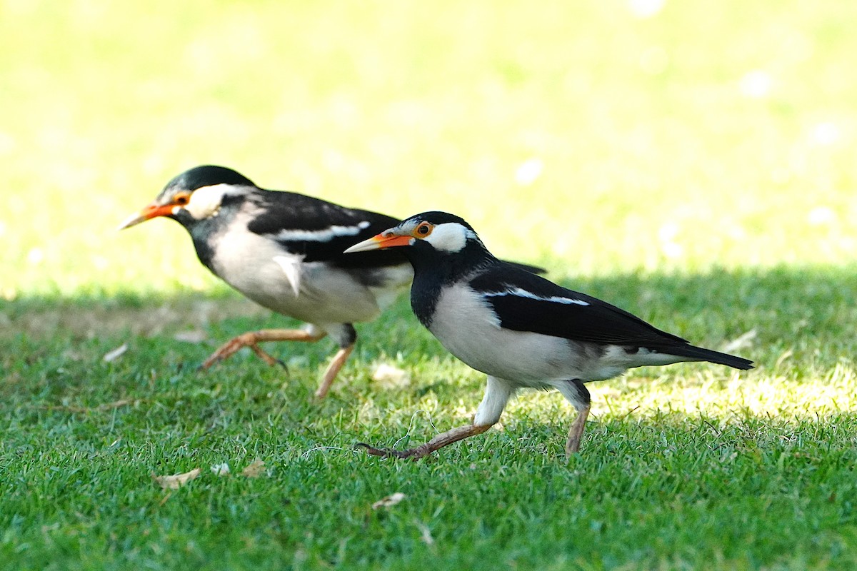 Indian Pied Starling - ML627869997