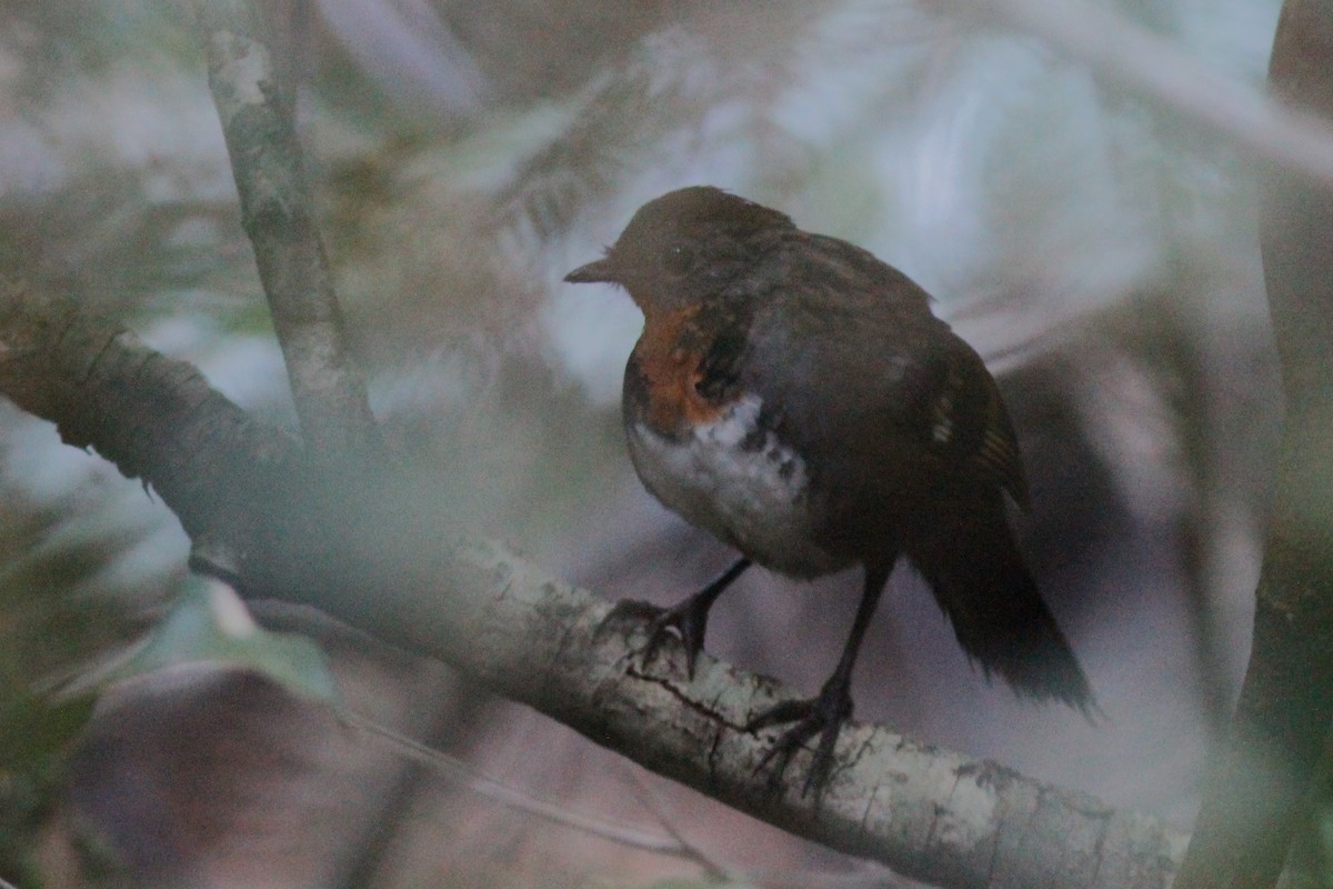 Australian Logrunner - ML627870132