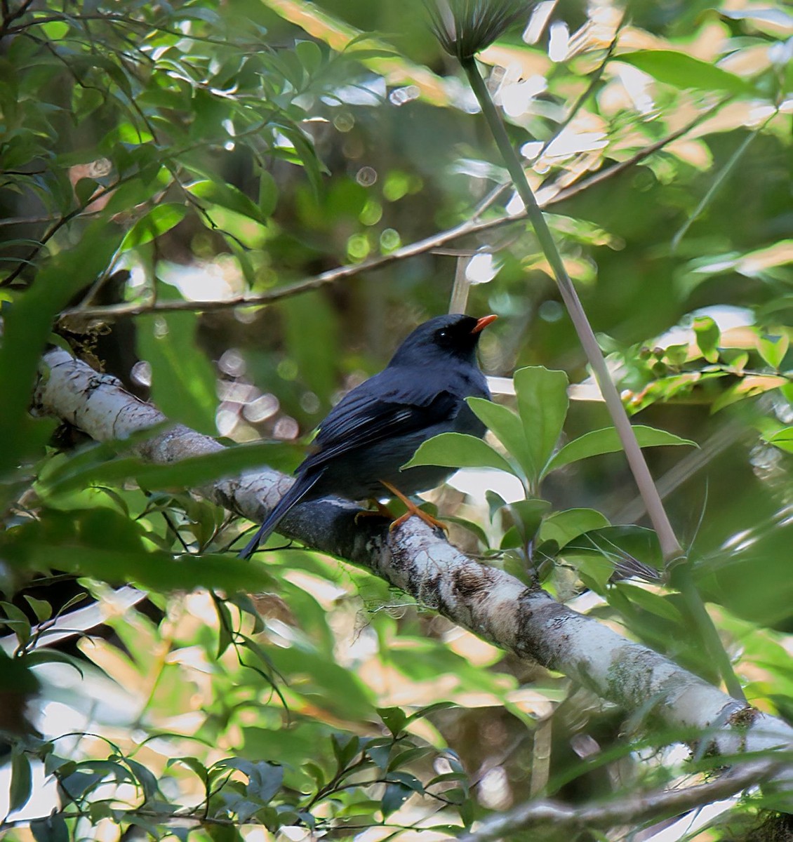 Black-faced Solitaire - ML627870176