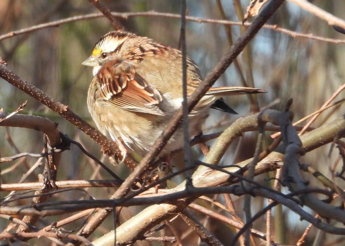 White-throated Sparrow - ML627870199