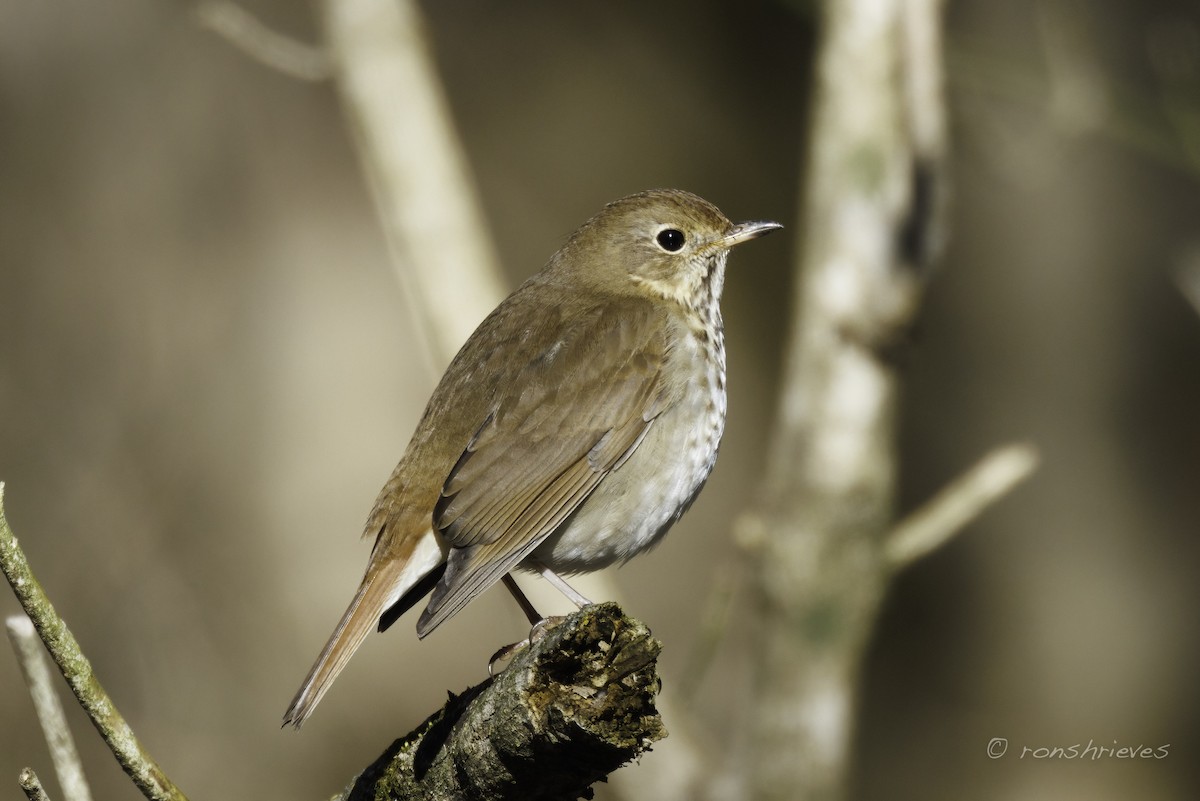 Hermit Thrush - ML627870240