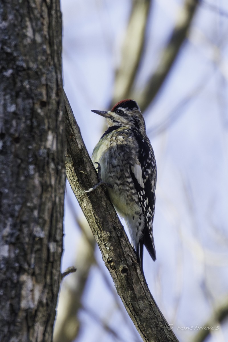 Yellow-bellied Sapsucker - ML627870255