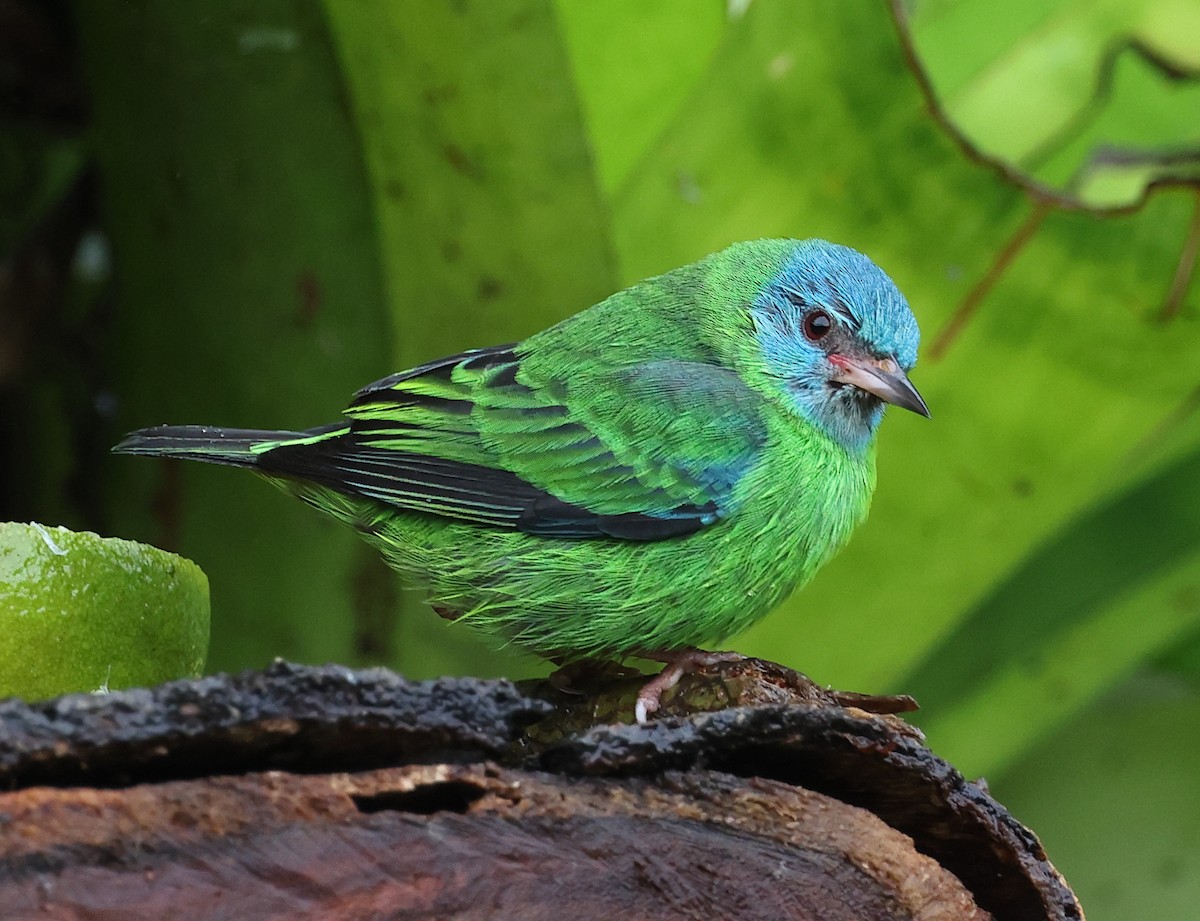 Blue Dacnis - ML627870272