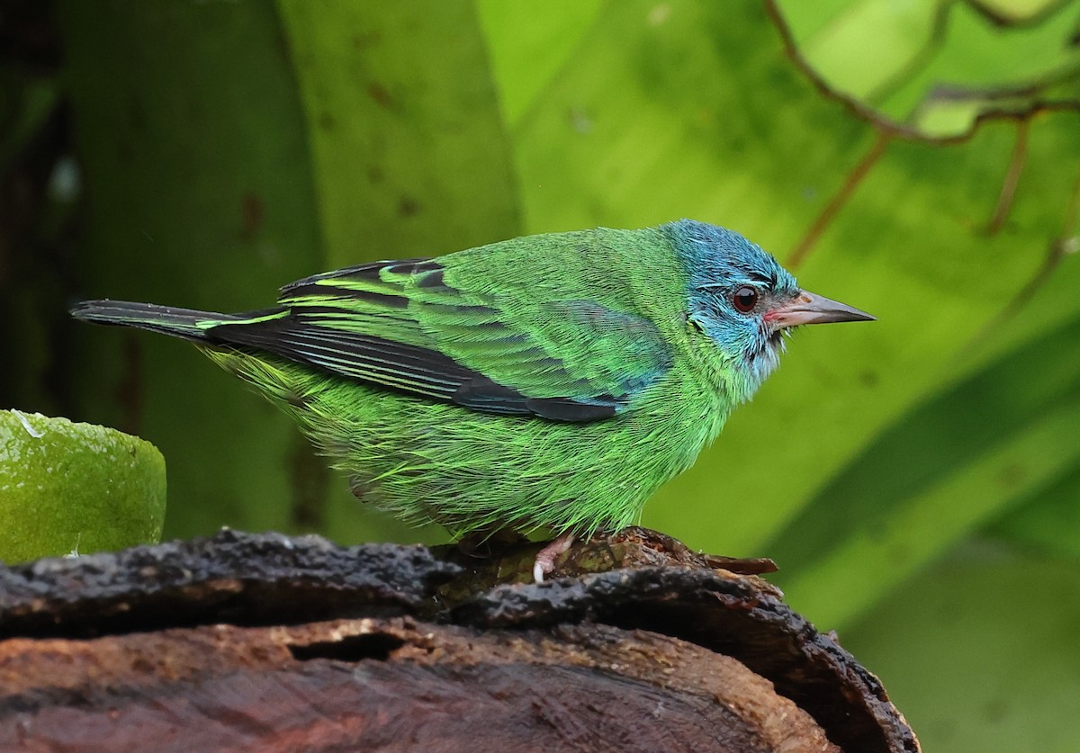 Blue Dacnis - ML627870273