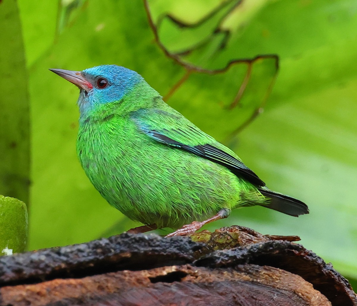 Blue Dacnis - ML627870274