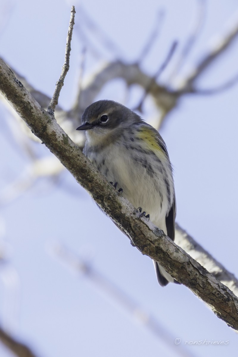 Yellow-rumped Warbler - ML627870280