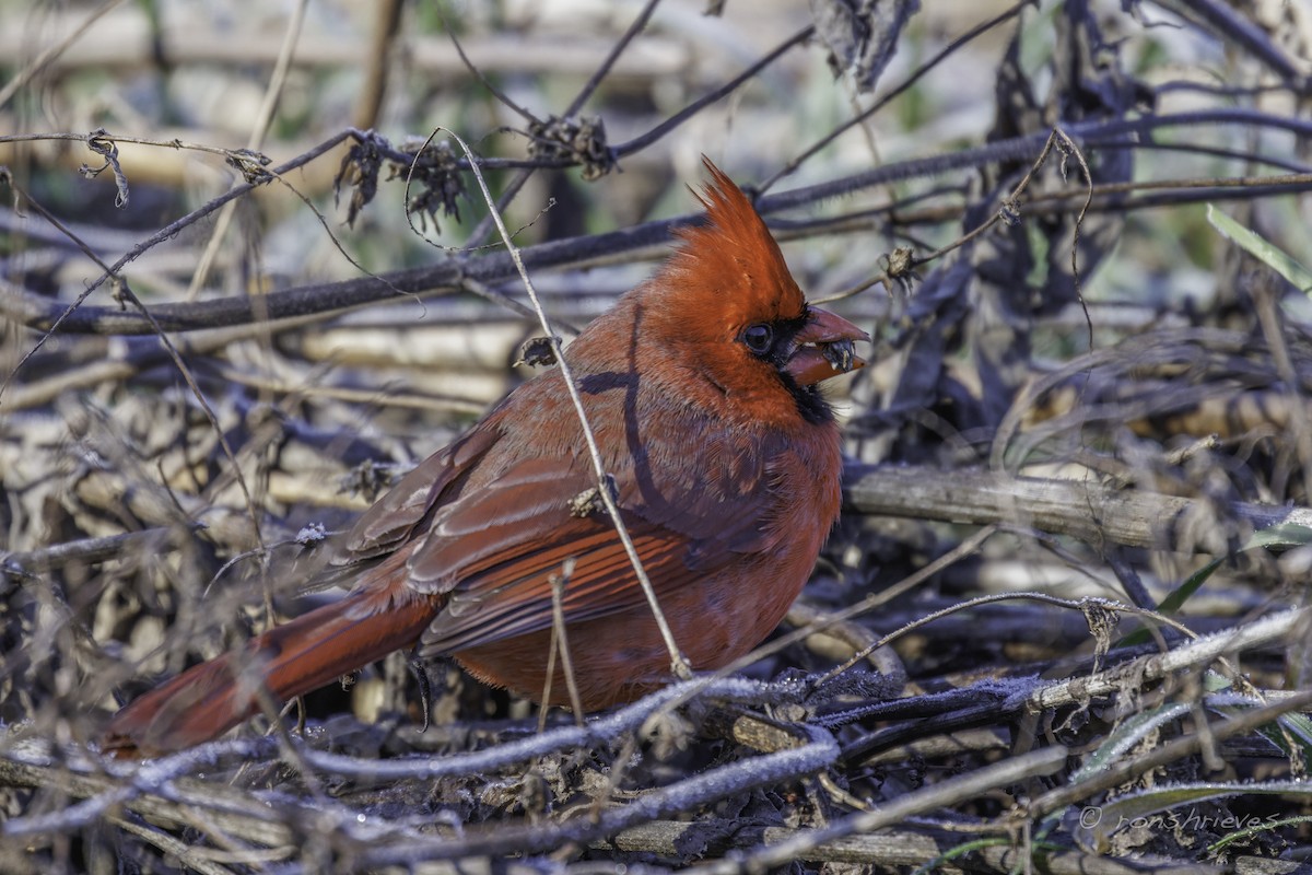 Northern Cardinal - ML627870286
