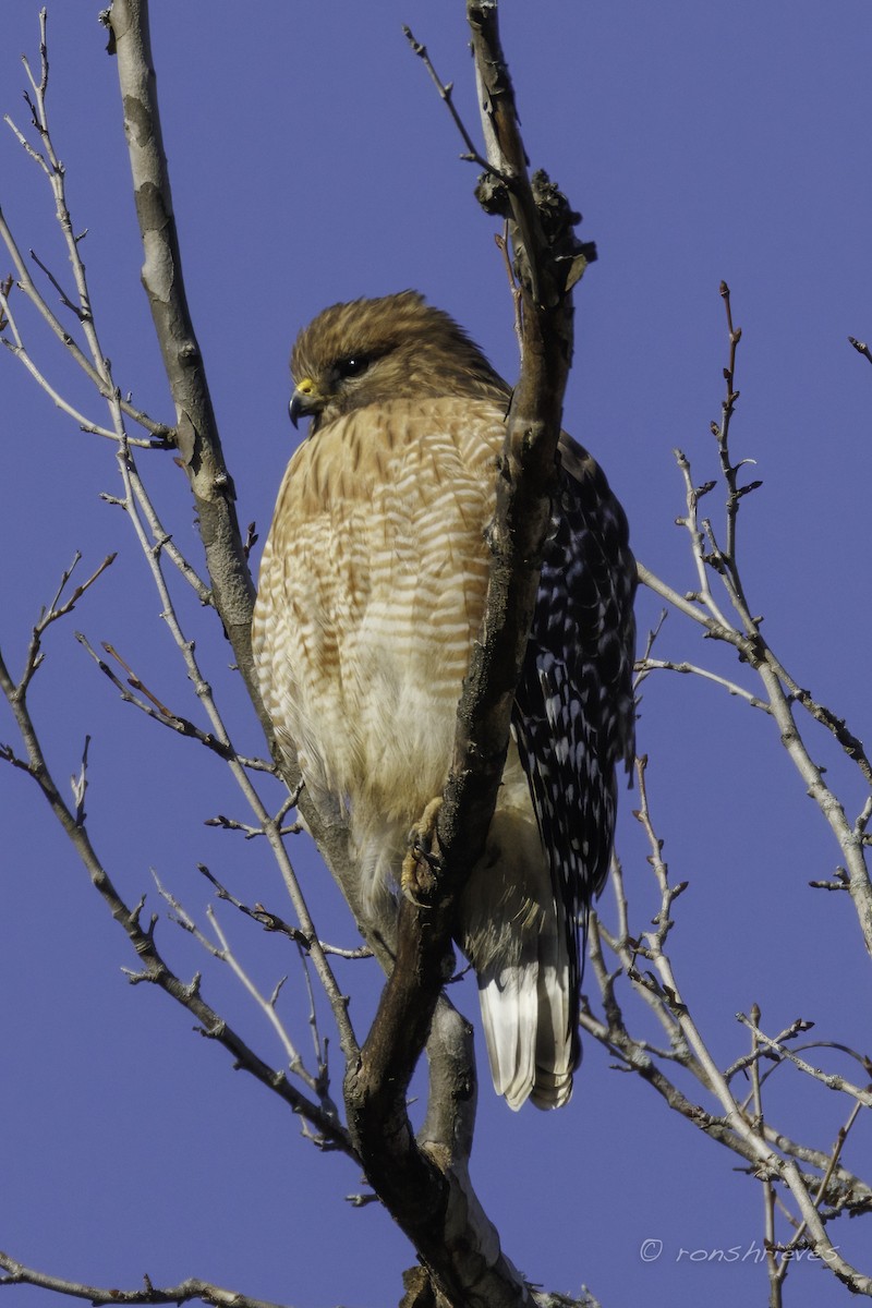 Red-shouldered Hawk - ML627870304