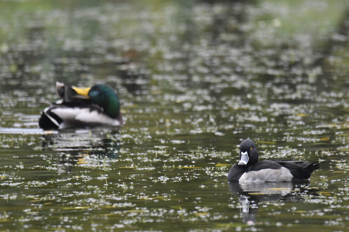 Ring-necked Duck - ML627870381