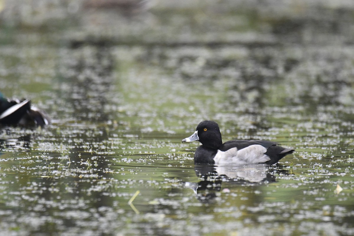 Ring-necked Duck - ML627870392