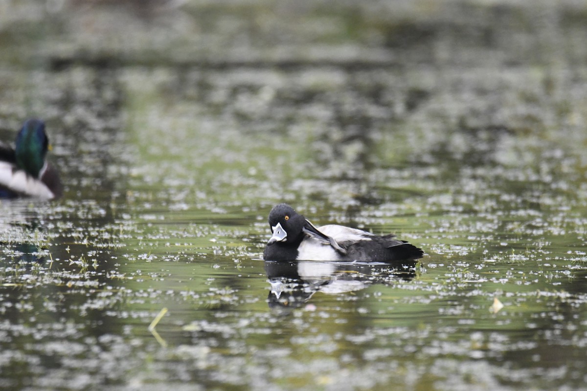 Ring-necked Duck - ML627870399