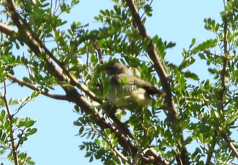 Yellow-bellied Eremomela - ML627870406