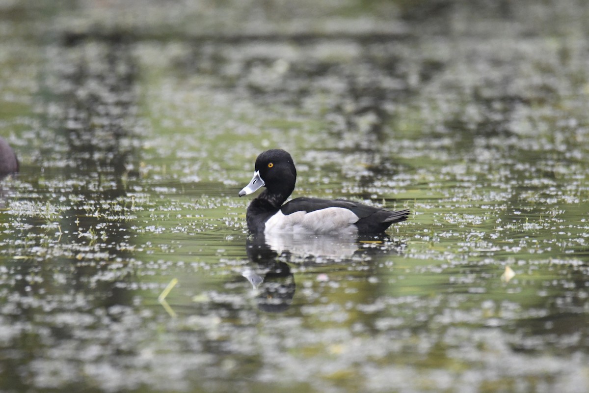 Ring-necked Duck - ML627870413