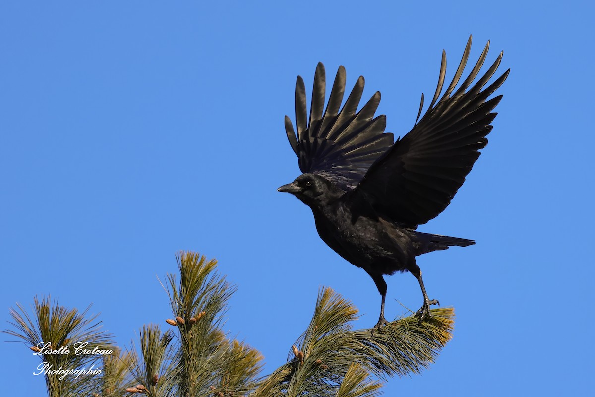 American Crow - ML627870416