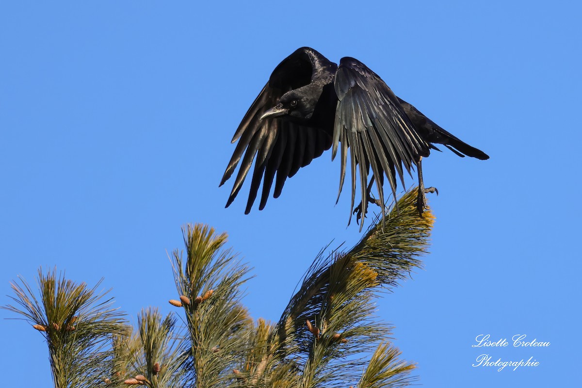 American Crow - ML627870420