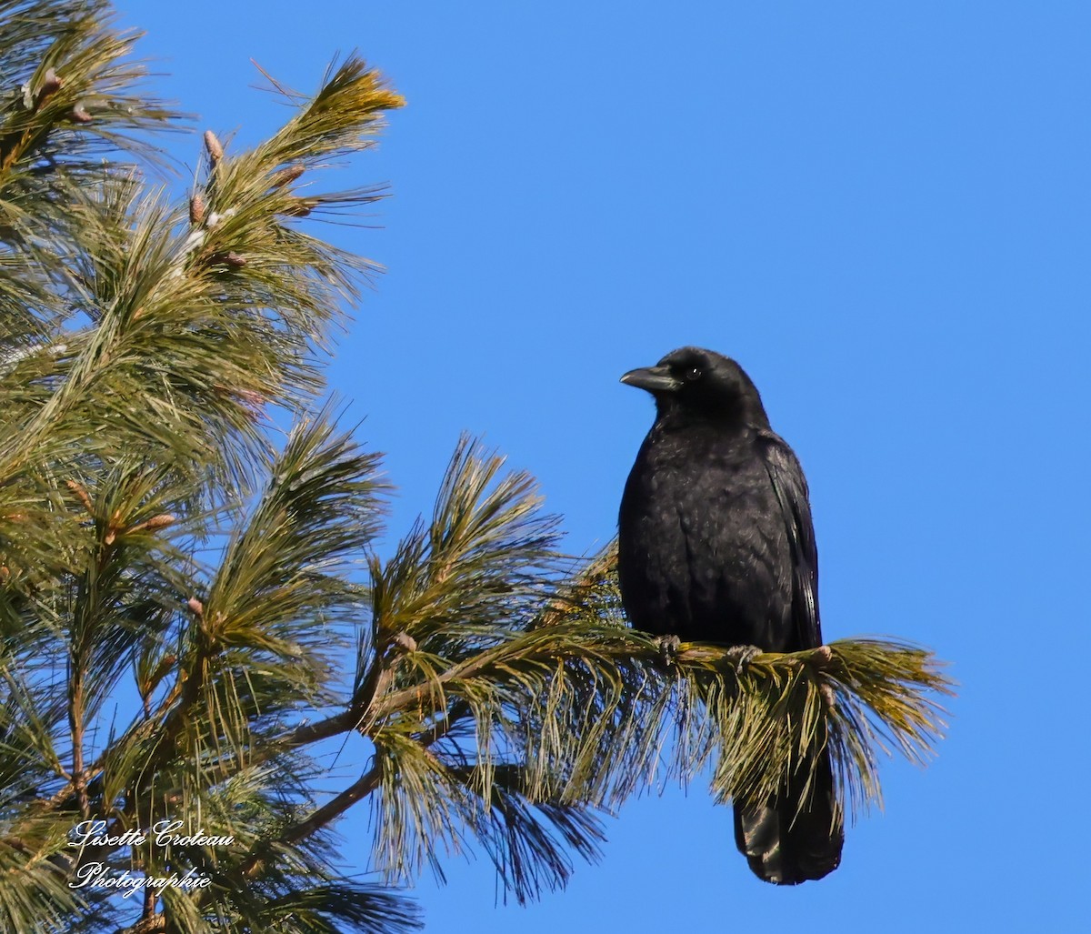 American Crow - ML627870434