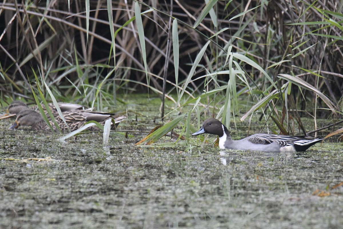 Northern Pintail - ML627870448